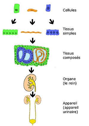 300px cellules tissus organes et systemes