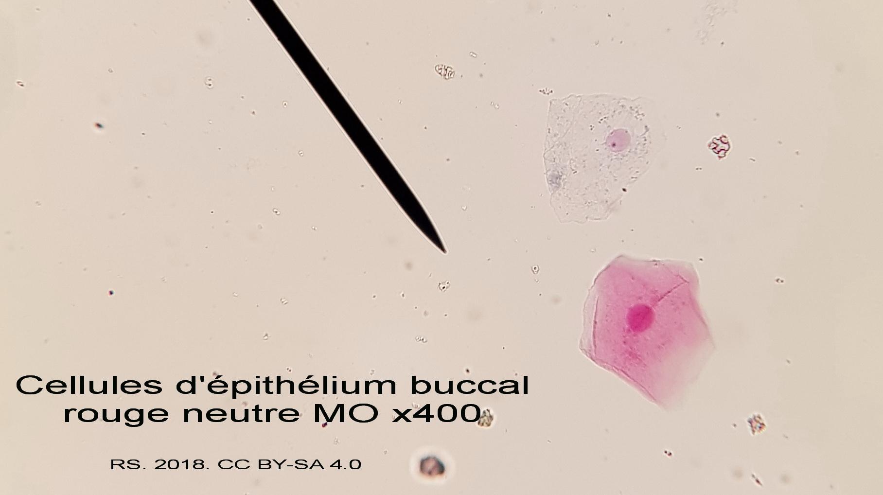 Cellule epithelium buccal