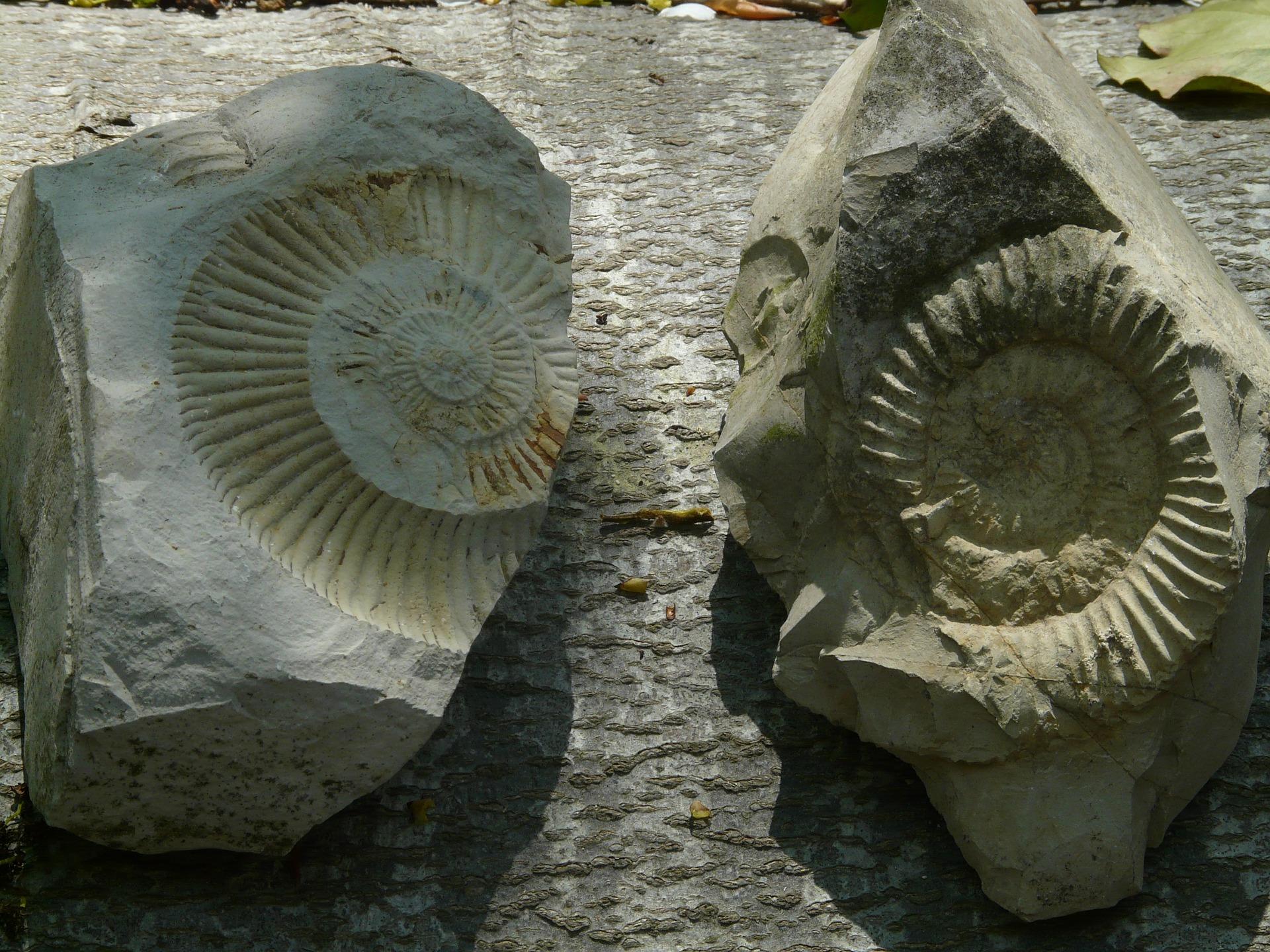 Fossils gffc5eb05b 1920