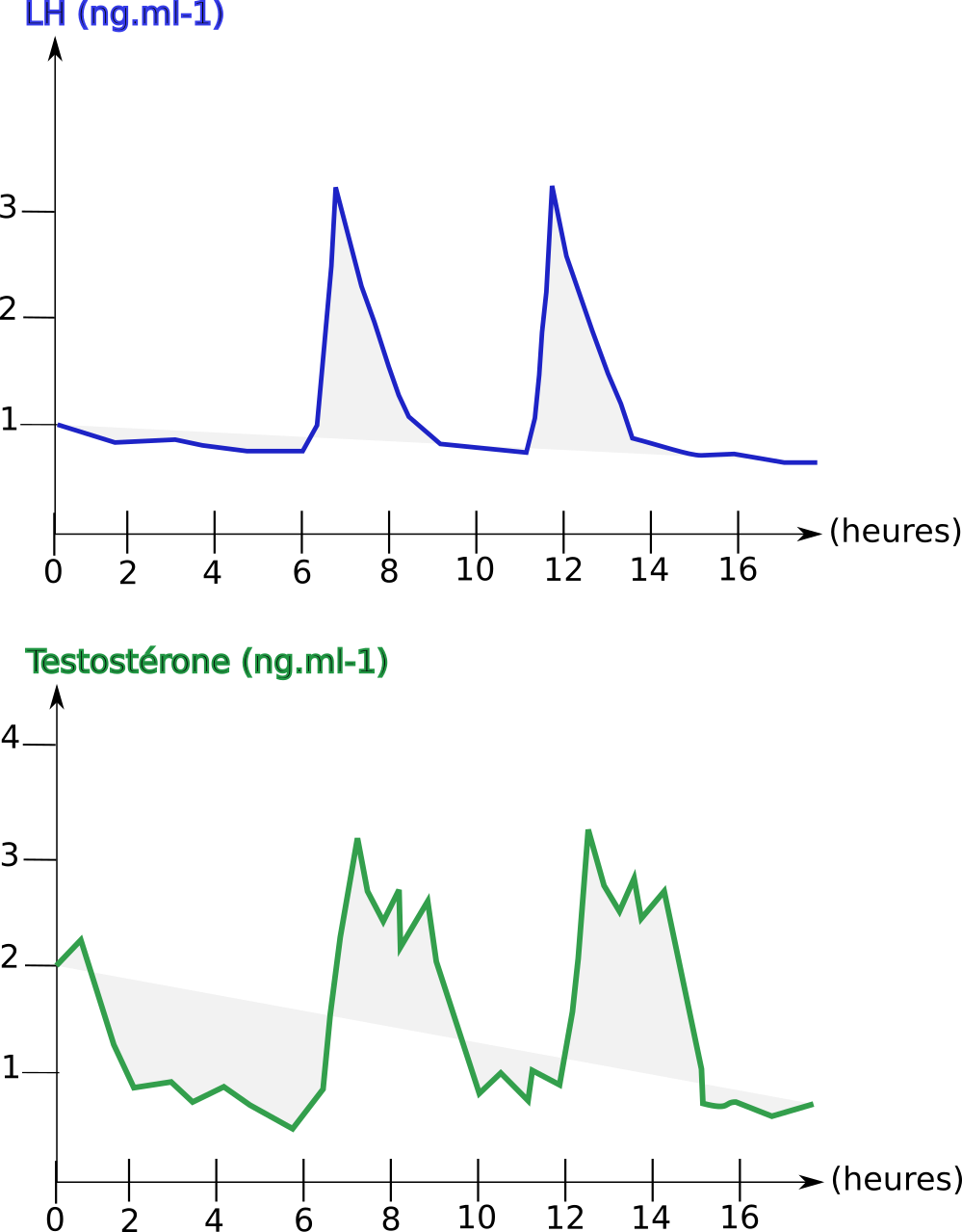 Graphiques lh et testosterone