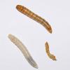 Tenebrio molitor larvae