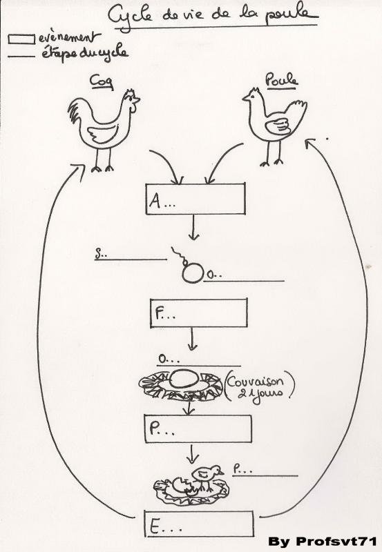 1 1 cycle vie poule site 1
