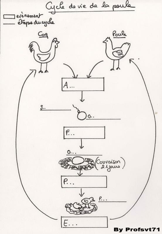 1 1 cycle vie poule site 1