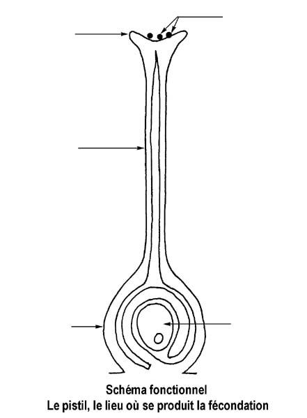 1 12 schema du pistil