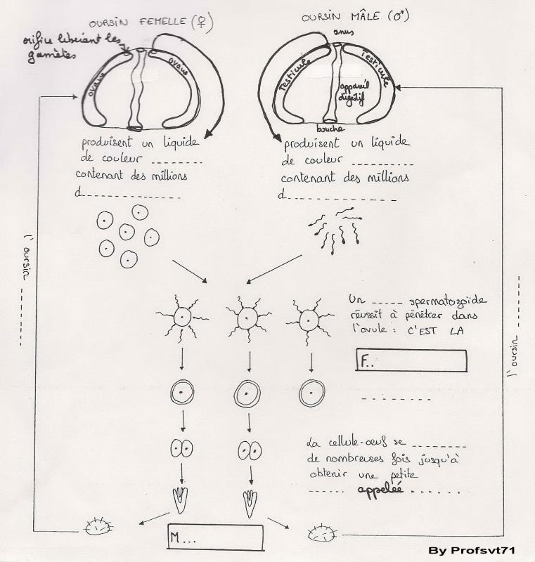 1 2 oursin site 1