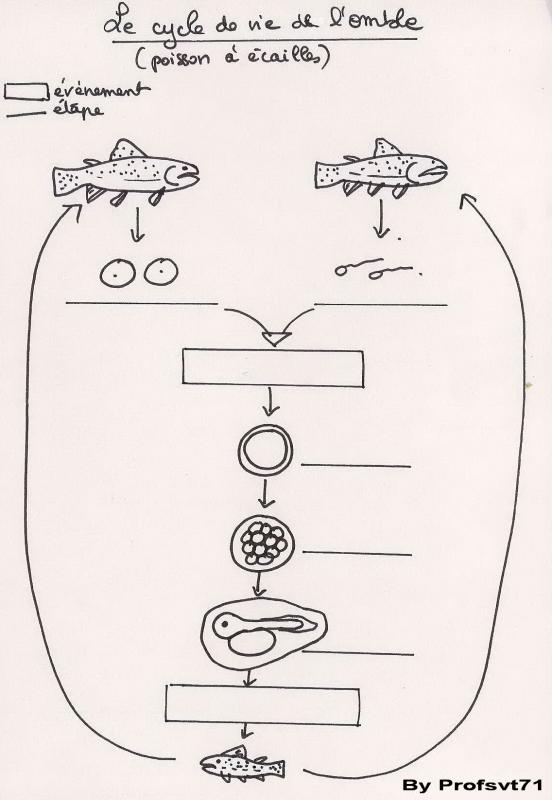 1 3 cycle vie poisson site