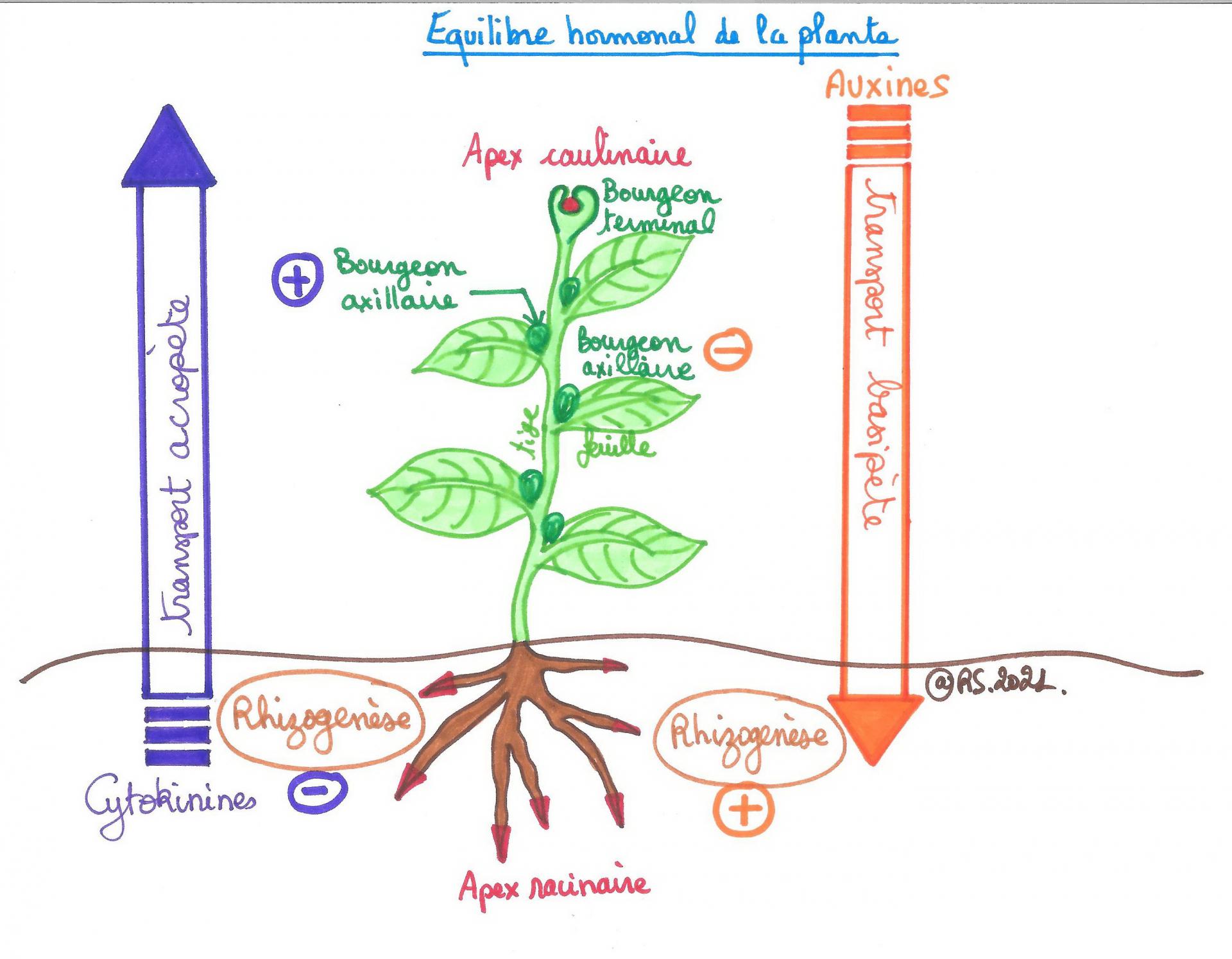 22 bis equilibre hormonal