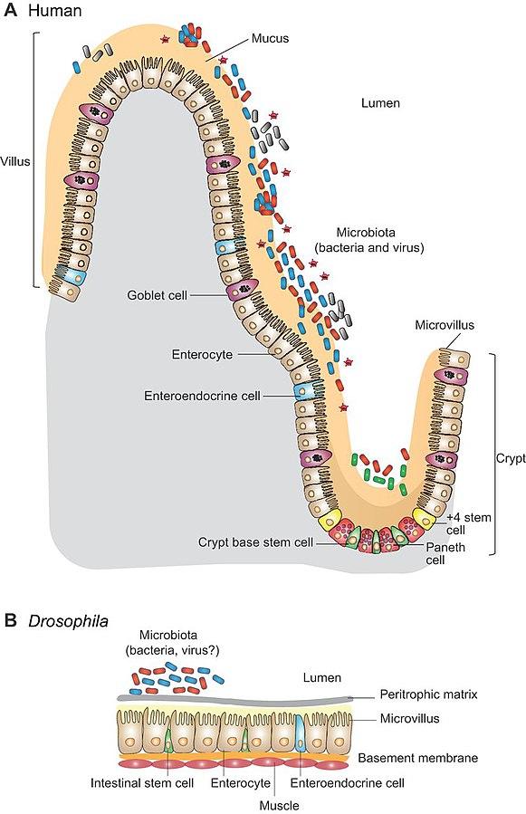 581px intestinal epithelial cells