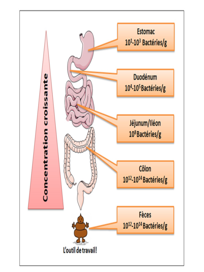 675px gut microbiota composition