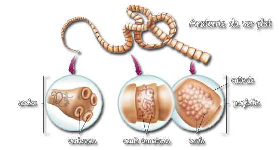 Anatomieduverplat 1