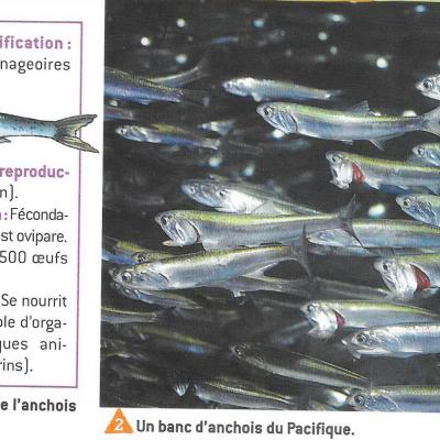 Anchois1