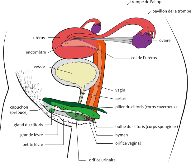 Appareil genital femelle vue 3d