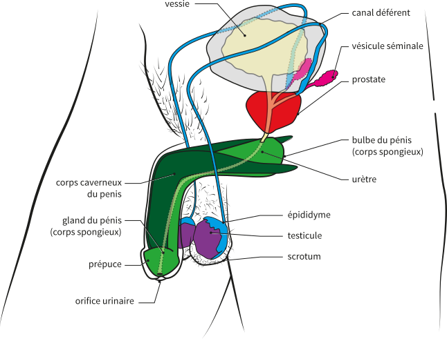 Appareil genital male profil perspective