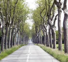 Arbre bord de route