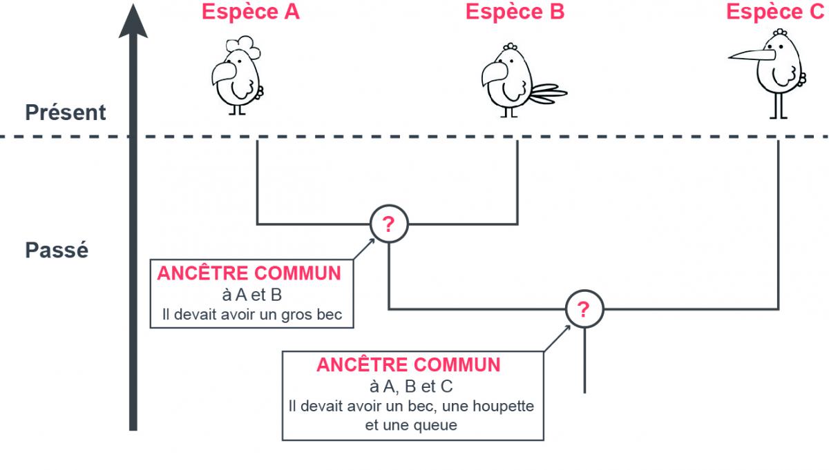 Arbre julien cartier crdp nice explique