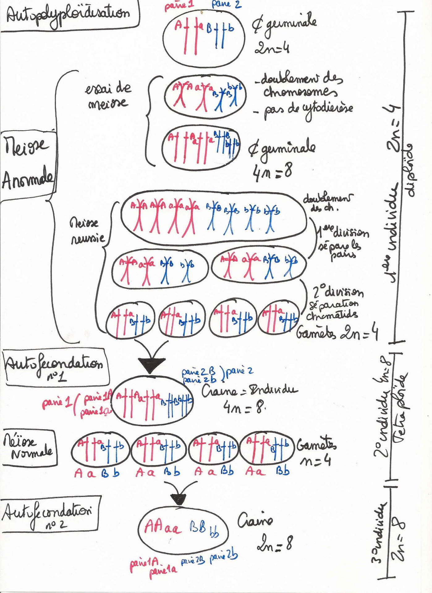 Autopolyploidisation