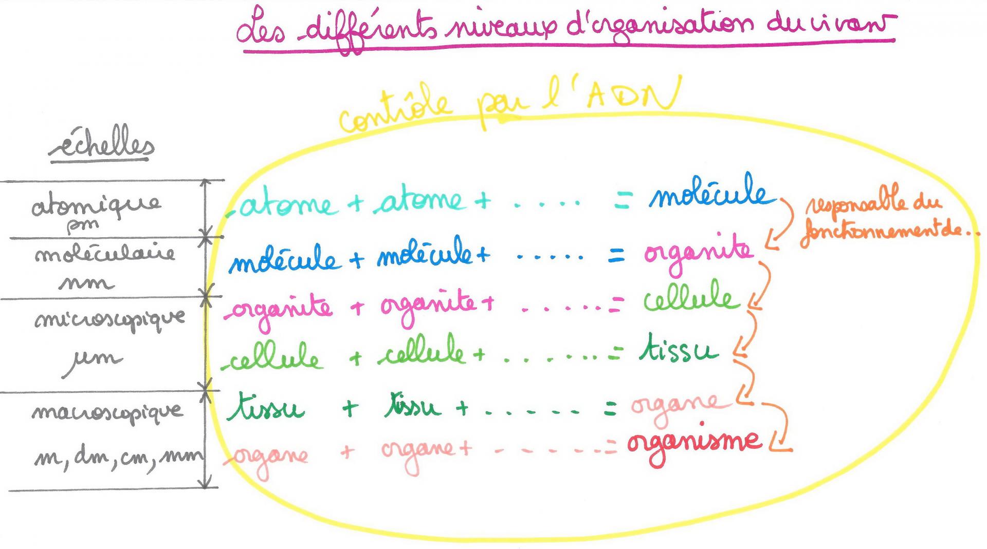 Bilan niveaux organisation du vivant