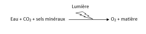 Bilan photosynthese