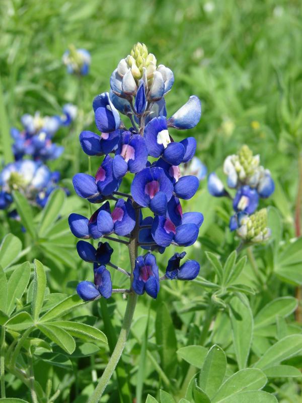 Bluebonnet 8100 wiki