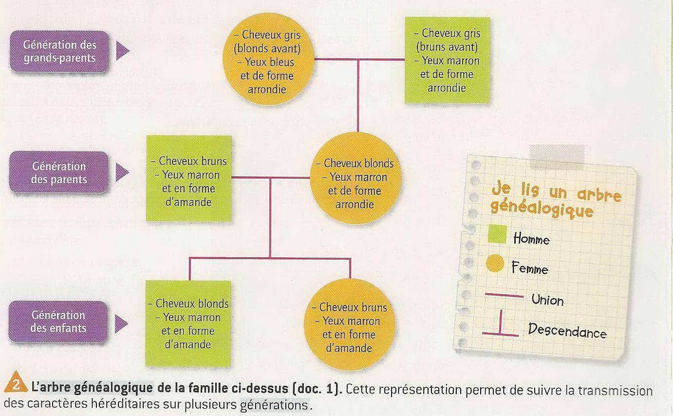 Caracteres hereditaires arbre