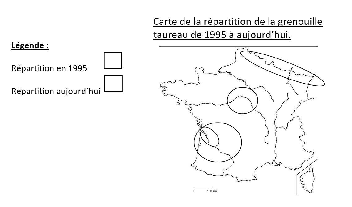 Carte grenouille taureau