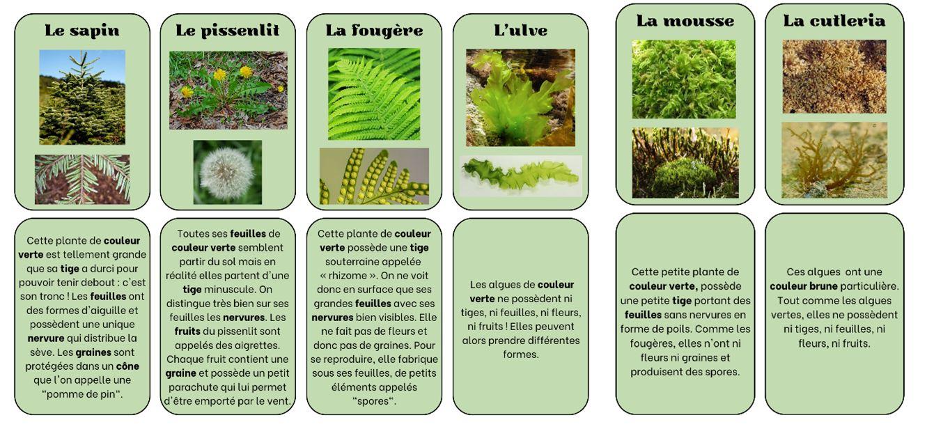 Cartes vegetaux site 2023