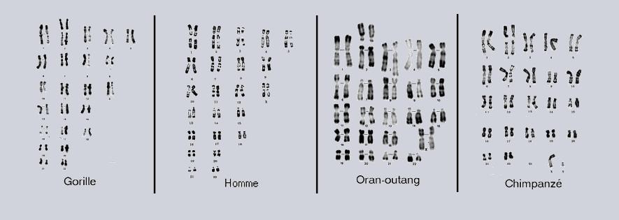 Caryotypes 1