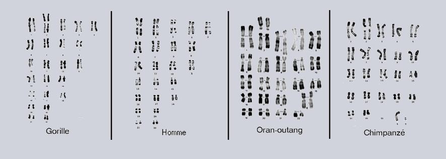 Caryotypes 1