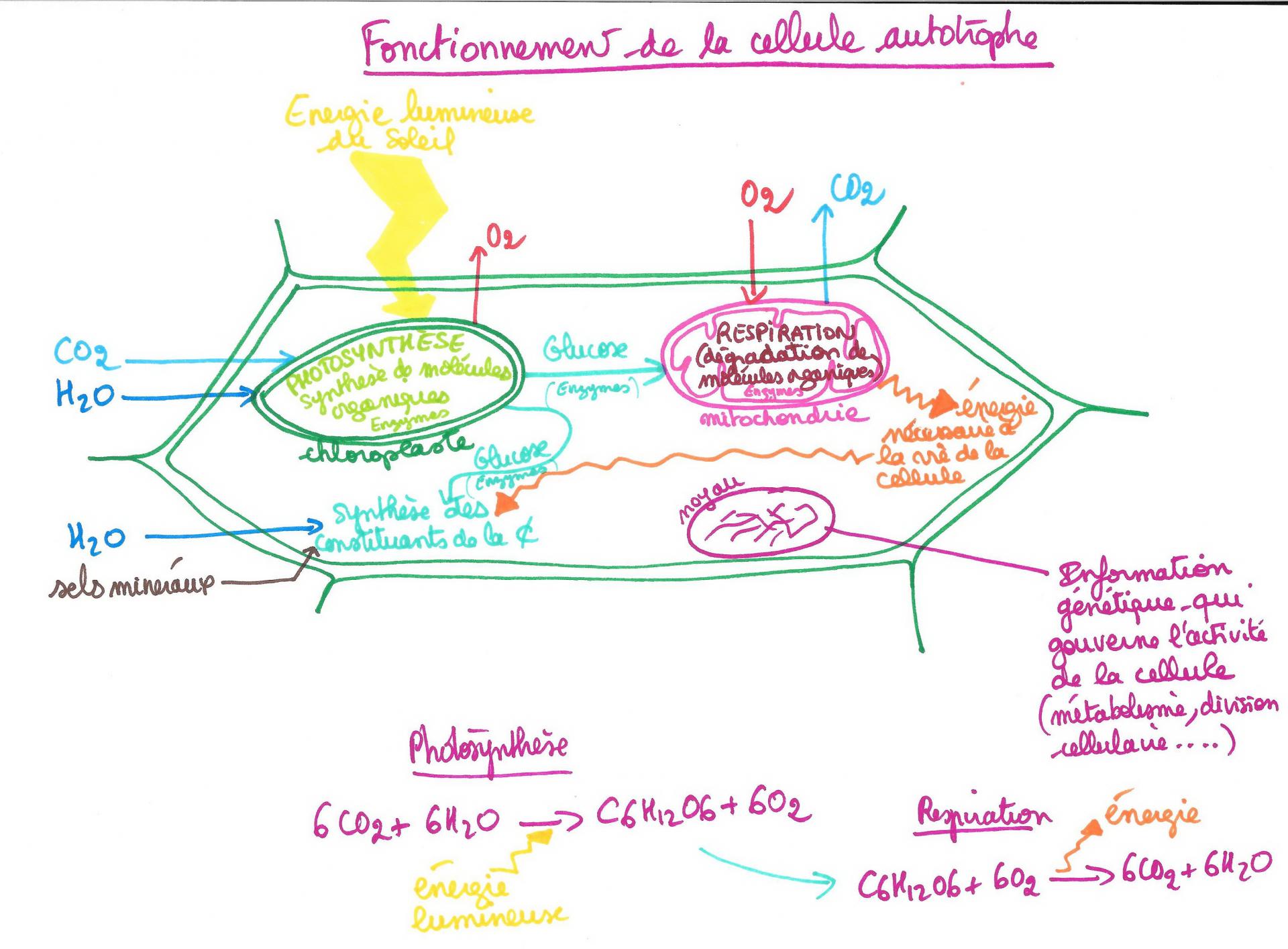 Cellule autotrophe