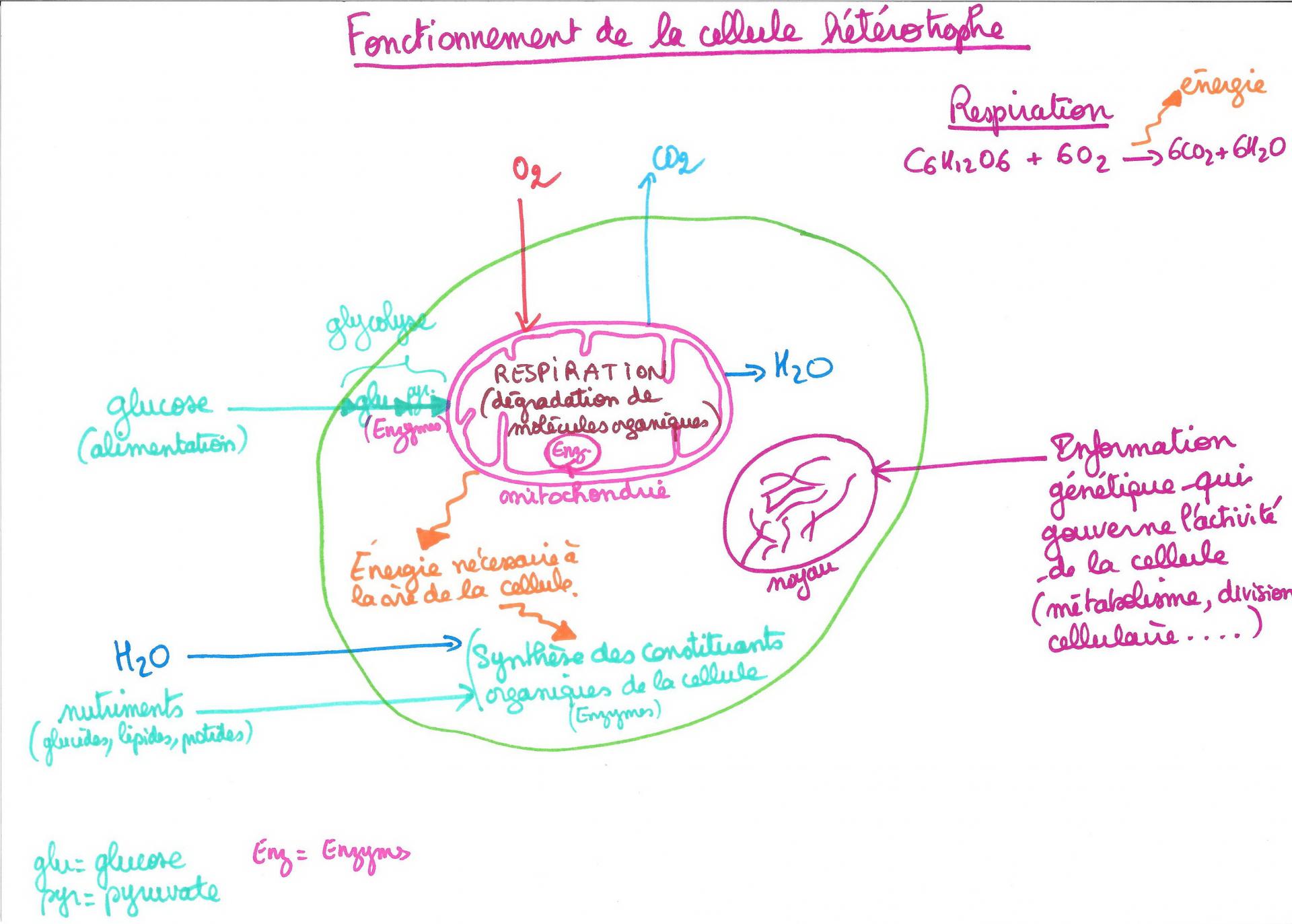 Cellule heterotrophe