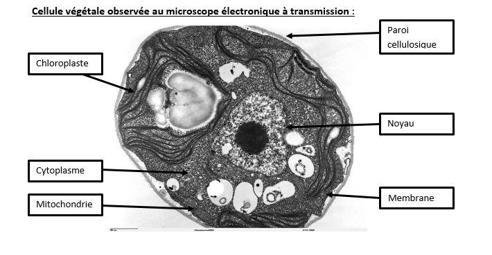 Cellule vegetale met legendee