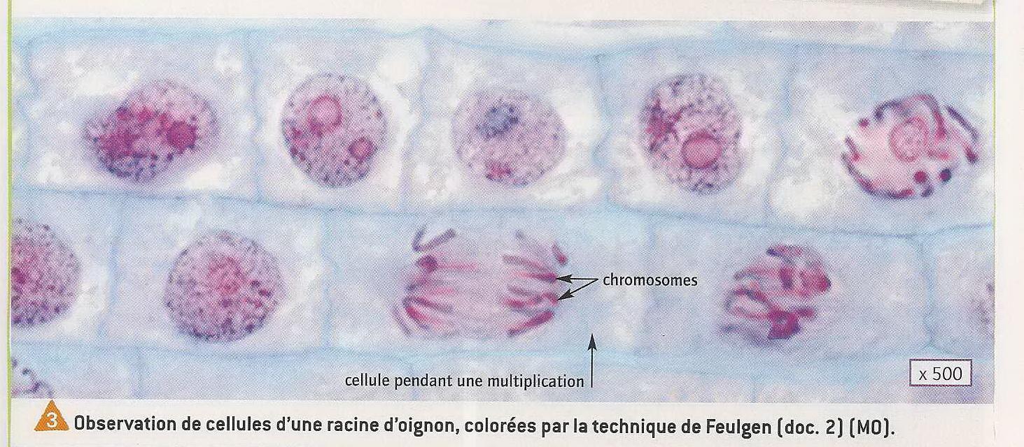 Cellules en division