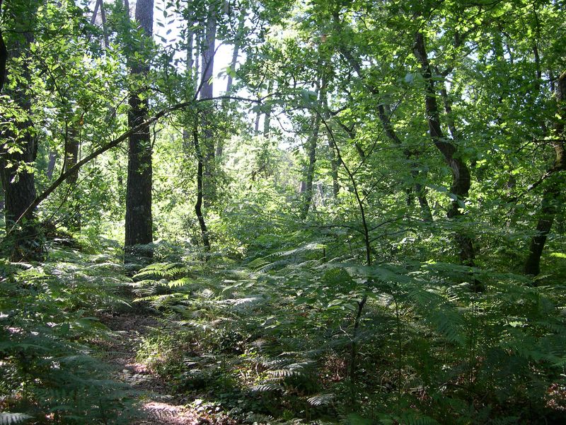 Chenaie naturelle gironde