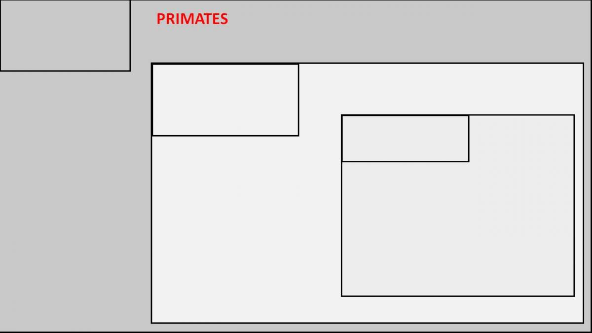 Classif primates vierge