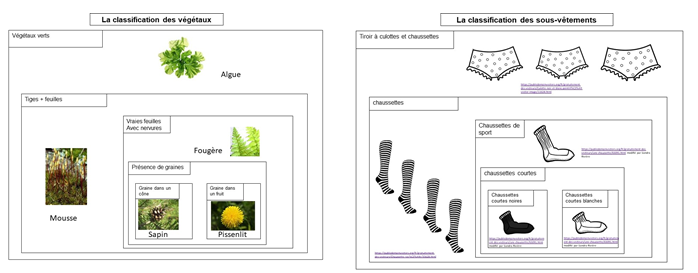 Classif vegetaux quatrieme etape