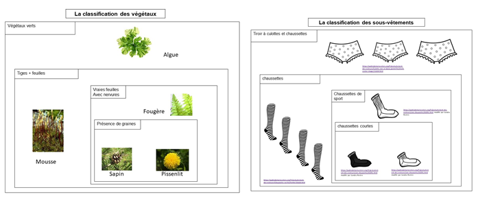 Classif vegetaux troisieme etape