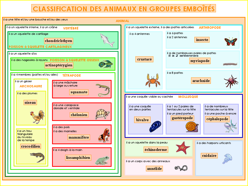 Classification phylo 4
