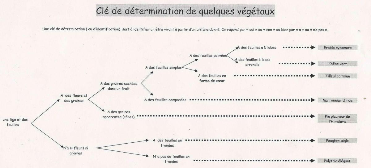 Cle determination avegetaux site