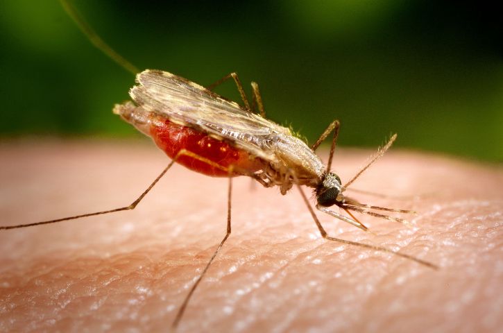 Close up photograph shows an anopheles minimus mosquito 725x480