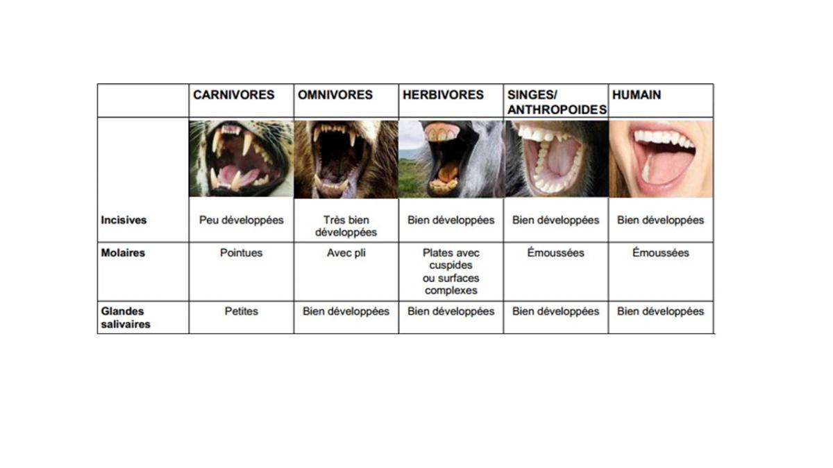 Comparaion machoires mammiferes