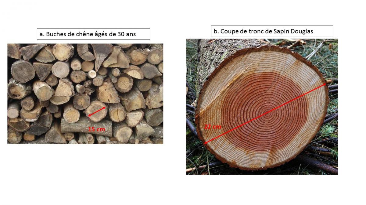 Coupe d arbre 30 ans