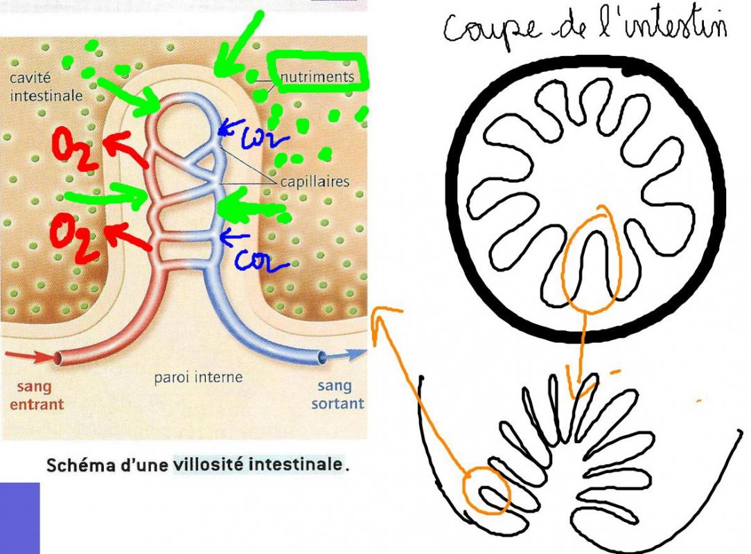 Coupe intestin dessin 1