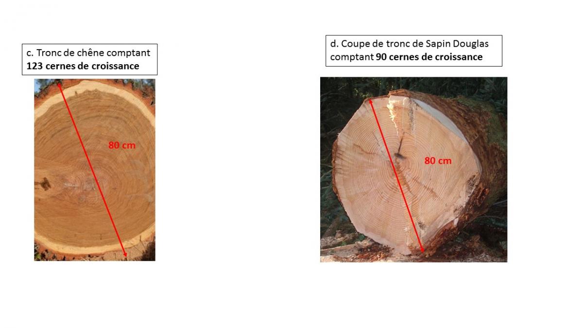 Coupes d arbres 80 cm