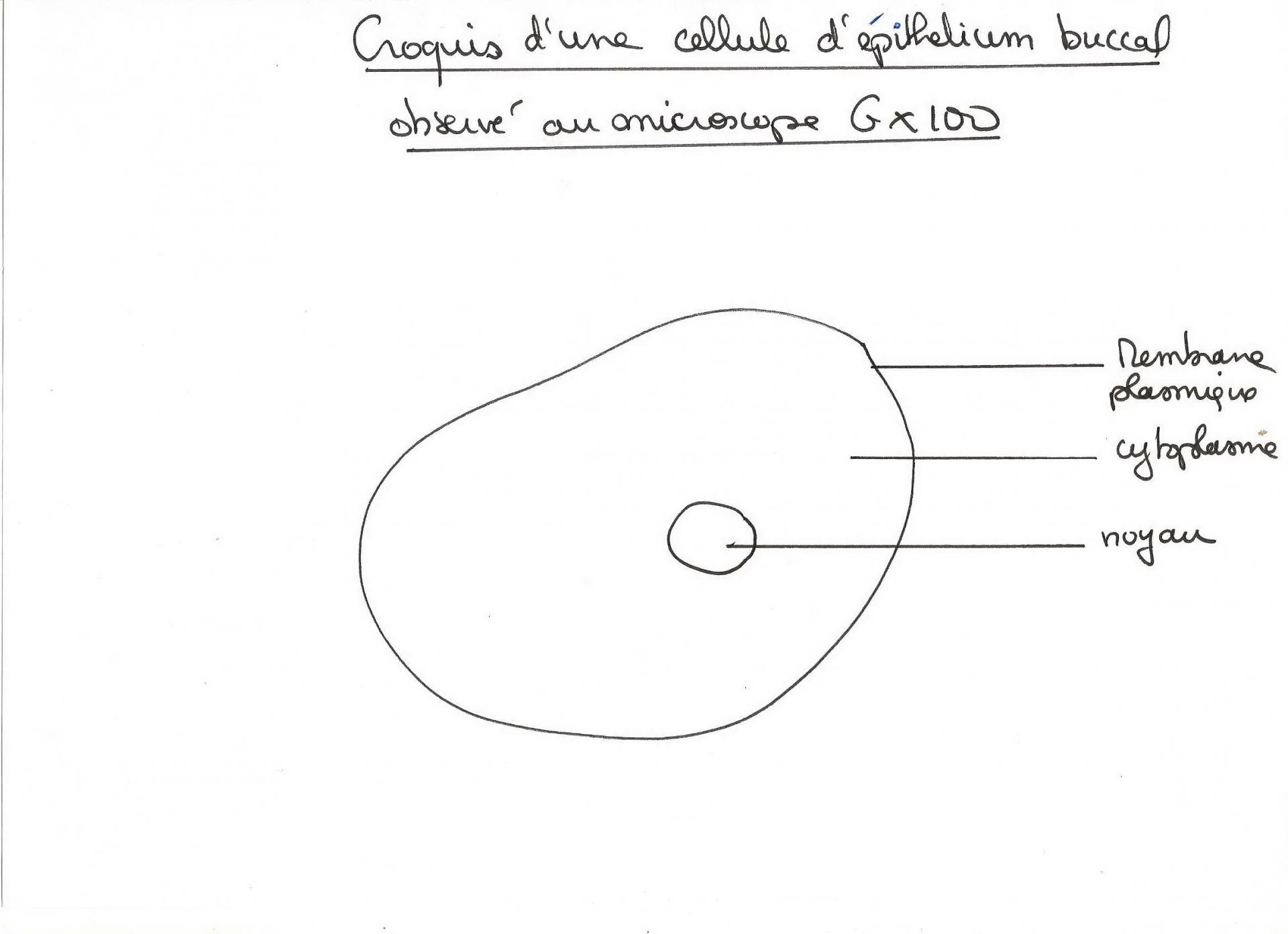 Croqui schema cellule 1 1
