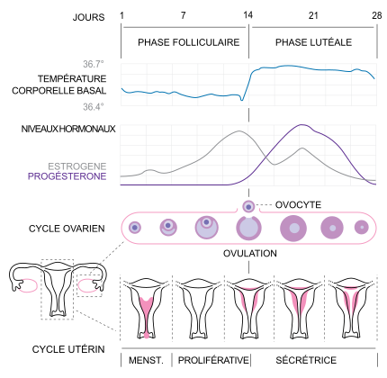 Cycle sans lh fsh