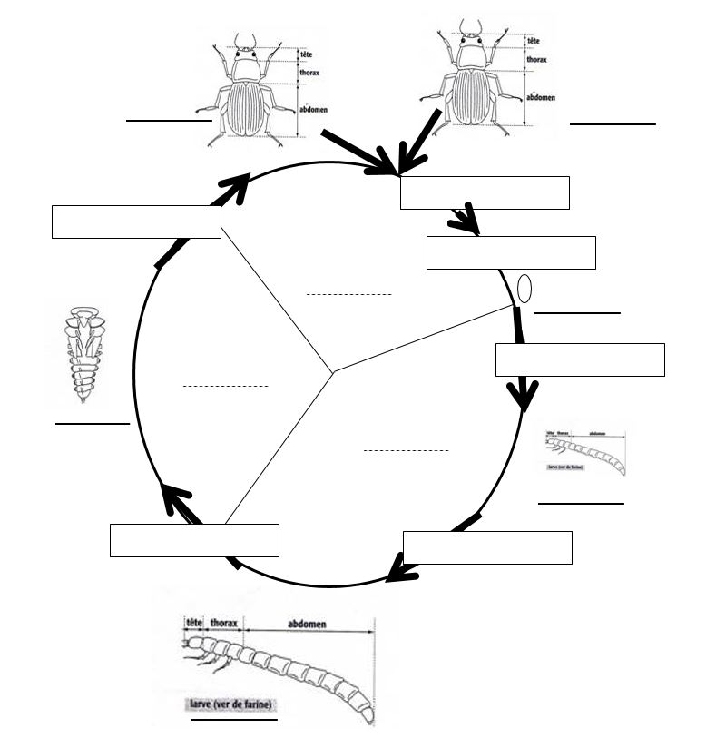 Cycle tenerbion