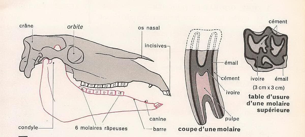 Dents cheval3