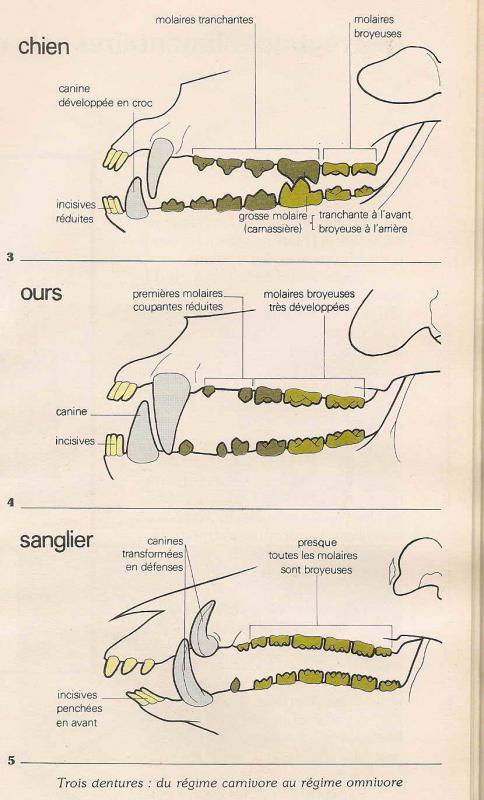 Dents trois regimes