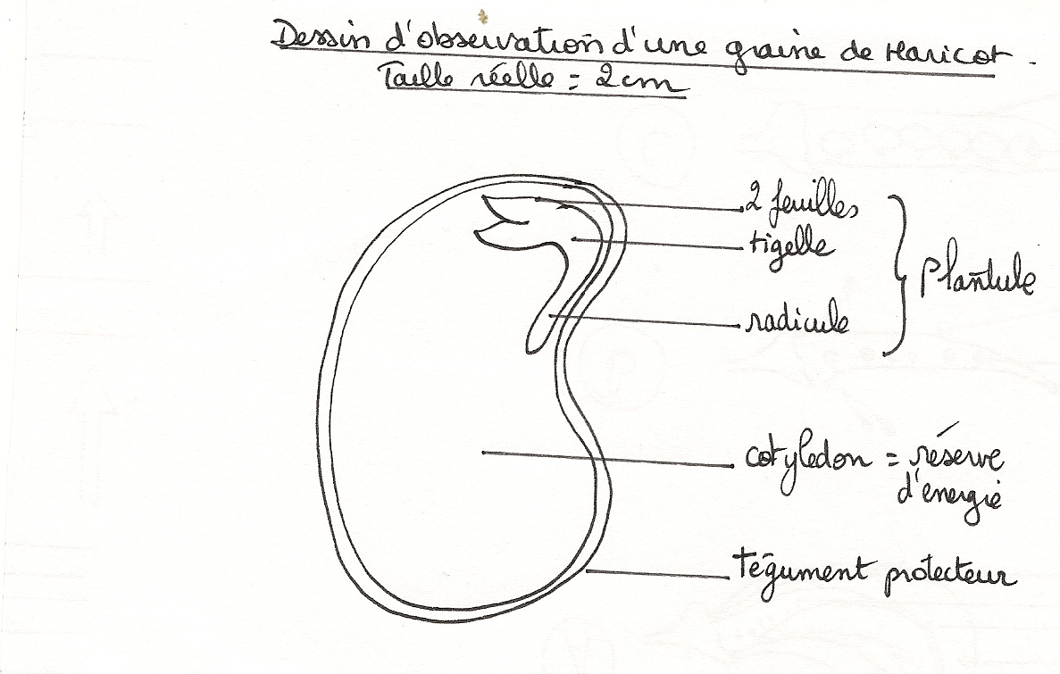 Dessin graine haricot