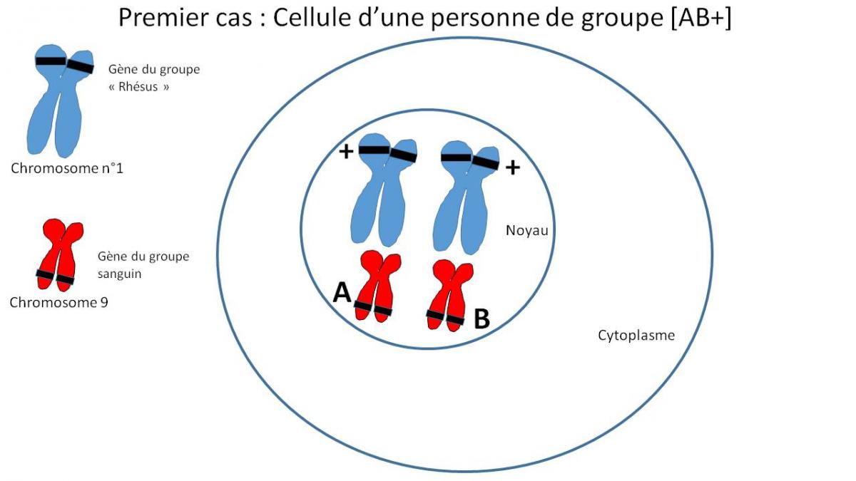 Diapositive1 5